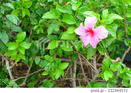 トロピカルフラワー　ハイビスカス 132949572