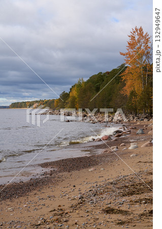 Sandy coastline with scattered rocks and colorful autumn trees along the shore. 132949647