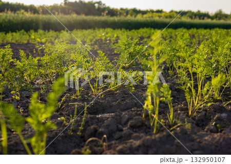 Carrots thrive in a vibrant field at golden hour, showcasing lush green tops above the fertile brown soil, capturing the essence of nature's bounty Carrots thrive in a vibrant field at golden hour, showcasing lush green tops above the fertile brown soil, capturing the essence of nature's bounty 132950107