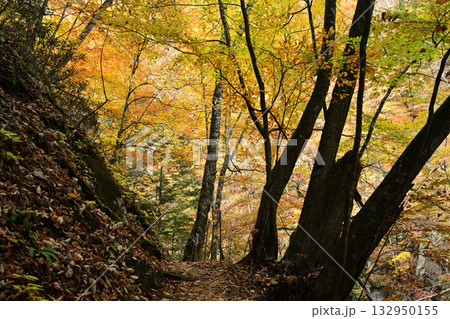 紅葉した森 紅葉した森 132950155