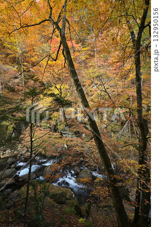 渓谷の岸辺に映える紅葉 渓谷の岸辺に映える紅葉 132950156