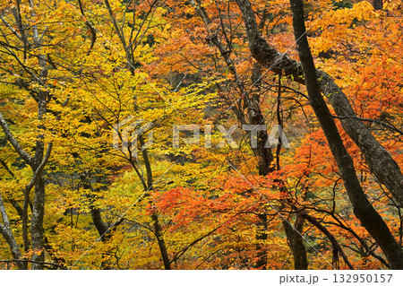 秋の色に染まる 秋の色に染まる 132950157