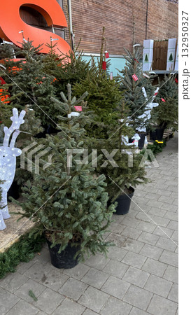 Christmas trees for sale in store, holiday season preparations 132950327