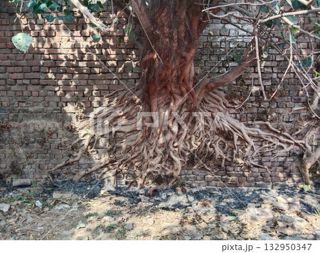 Banyan tree roots growing over old brick wall, showcasing natural reclamation, wild growth, and organic textures blending with historic man-made structure Banyan tree roots growing over old brick wall, showcasing natural reclamation, wild growth, and organic textures blending with historic man-made structure 132950347