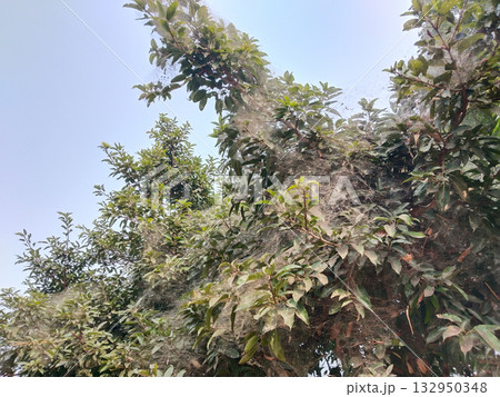 Pakar tree leaves covered with dense natural web-like infestation or spider silk threads, showcasing rural tree ecology and natural patterns on foliage during monsoon in Indian village Pakar tree leaves covered with dense natural web-like infestation or spider silk threads, showcasing rural tree ecology and natural patterns on foliage during monsoon in Indian village 132950348