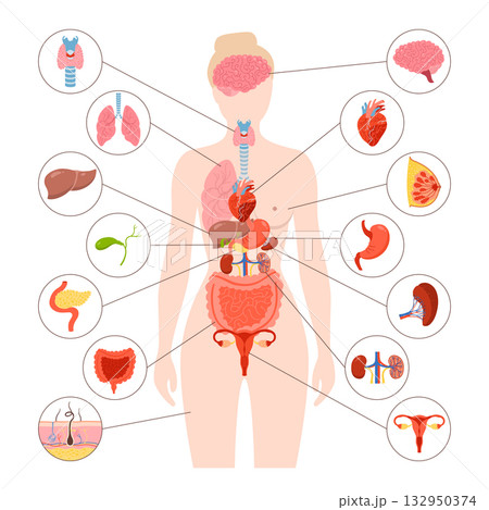 Female Human body internal organ illustration woman anatomy digestive reproductive system vector Female Human body internal organ illustration woman anatomy digestive reproductive system vector 132950374