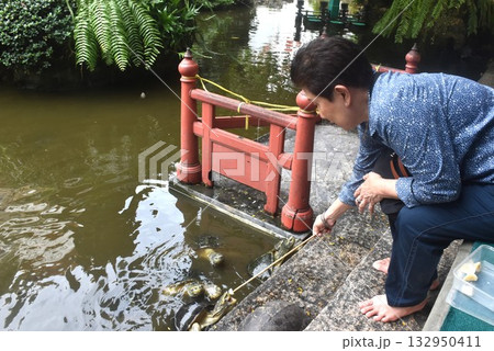 Asian elder woman enjoy to feeding food to pond turtle on ground at pool in garden 132950411