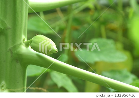 flower and young papaya fruit growth from branch with bug eating nectar in garden 132950416