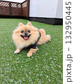 笑う犬 132950445