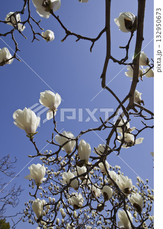 青空の下にハクモクレンの白い花が咲いています。学名はMagnolia denudataです。 青空の下にハクモクレンの白い花が咲いています。学名はMagnolia denudataです。 132950673