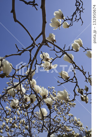 青空の下にハクモクレンの白い花が咲いています。学名はMagnolia denudataです。 132950674