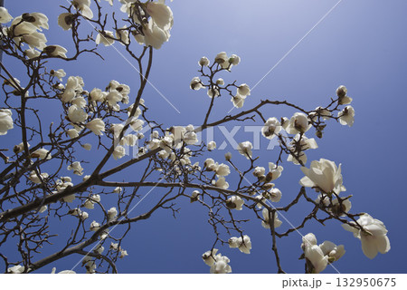 青空の下にハクモクレンの白い花が咲いています。学名はMagnolia denudataです。 青空の下にハクモクレンの白い花が咲いています。学名はMagnolia denudataです。 132950675