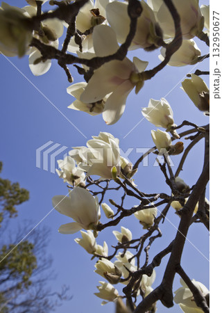青空の下にハクモクレンの白い花が咲いています。学名はMagnolia denudataです。 132950677
