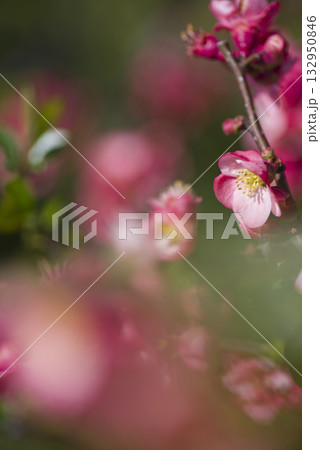 ピンク色のボケの花が満開です。 132950846
