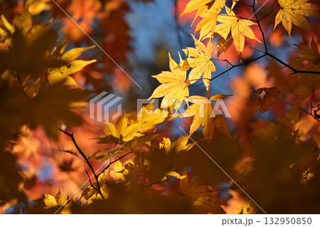 紅葉したモミジ 132950850
