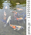 池の鯉 132950938