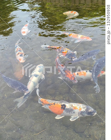 池の鯉 132950938