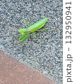 カマキリ 132950941