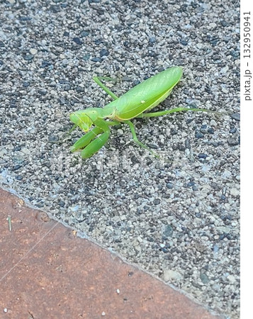 カマキリ 132950941