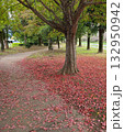 公園の紅葉 132950942