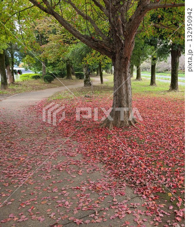 公園の紅葉 132950942