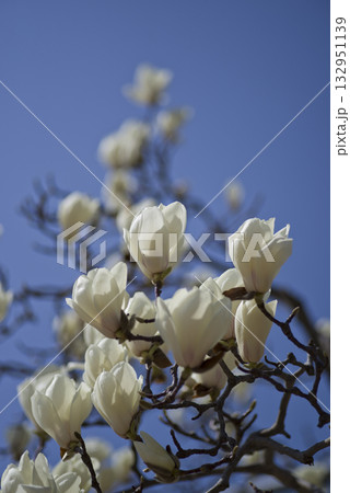 青空の下にハクモクレンの白い花が咲いています。学名はMagnolia denudataです。 132951139