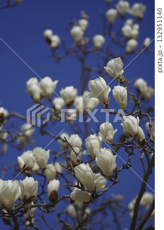 青空の下にハクモクレンの白い花が咲いています。学名はMagnolia denudataです。 132951140
