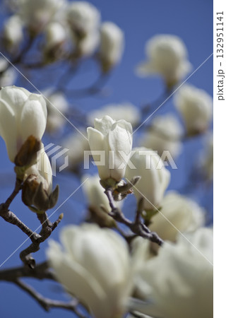 青空の下にハクモクレンの白い花が咲いています。学名はMagnolia denudataです。 青空の下にハクモクレンの白い花が咲いています。学名はMagnolia denudataです。 132951141