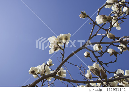 青空の下にハクモクレンの白い花が咲いています。学名はMagnolia denudataです。 青空の下にハクモクレンの白い花が咲いています。学名はMagnolia denudataです。 132951142