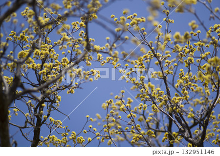 サンシュユの木が黄色い花を咲かせています。 132951146