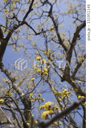 サンシュユの木が黄色い花を咲かせています。 132951148