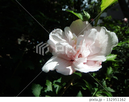 薄いピンクの酔芙蓉の花 132951162