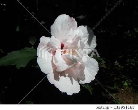 薄ピンクの酔芙蓉の花 132951163