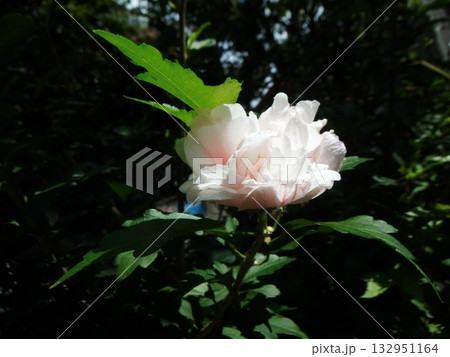 薄いピンクの酔芙蓉 132951164