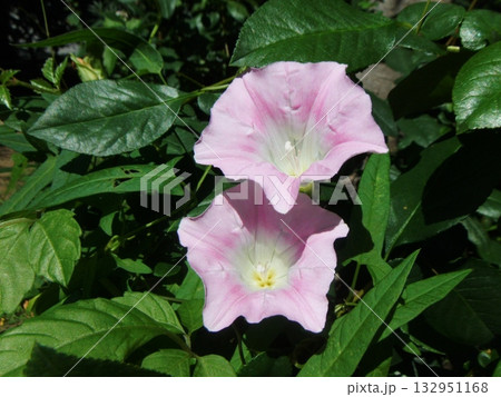 夏の花、昼顔の桃色の大きな花 132951168