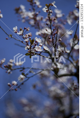 ベニバスモモの花が満開です。学名はPrunus laurocerasus ベニバスモモの花が満開です。学名はPrunus laurocerasus 132951314