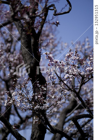ベニバスモモの花が満開です。学名はPrunus laurocerasus 132951315