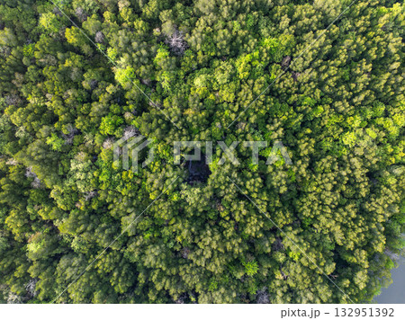 Amazing abundant mangrove forest, Aerial view of forest trees Rainforest ecosystem and healthy environment background, Texture of green trees forest top down, High angle view Amazing abundant mangrove forest, Aerial view of forest trees Rainforest ecosystem and healthy environment background, Texture of green trees forest top down, High angle view 132951392