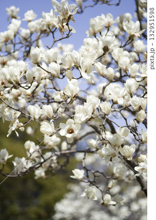 青空の下にハクモクレンの白い花が咲いています。学名はMagnolia denudataです。 132951598