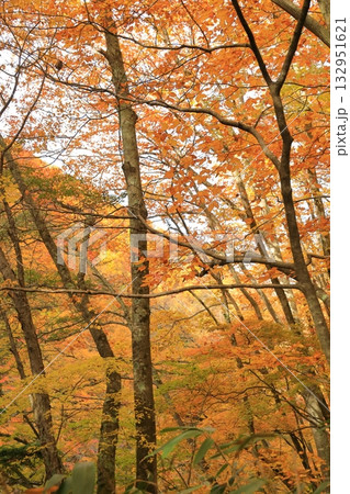 長野県上高井郡高山村牧　雷滝の紅葉 132951621