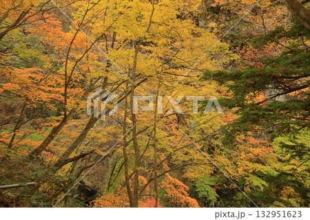 長野県上高井郡高山村牧　雷滝の紅葉 132951623
