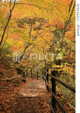 長野県上高井郡高山村牧 雷滝の紅葉 長野県上高井郡高山村牧 雷滝の紅葉 132951628