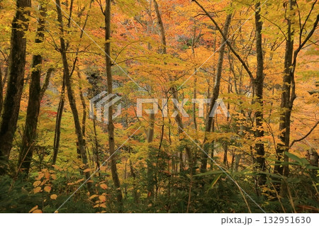 長野県上高井郡高山村牧 雷滝の紅葉 長野県上高井郡高山村牧 雷滝の紅葉 132951630