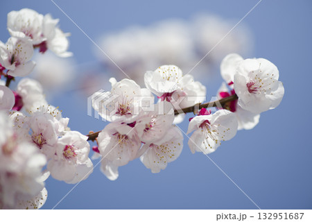 アンズ(杏子)の薄ピンク色の花が満開です。学名は学名: Prunus armeniacaです。 アンズ(杏子)の薄ピンク色の花が満開です。学名は学名: Prunus armeniacaです。 132951687