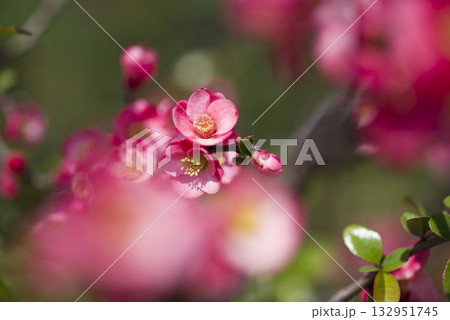 ピンク色のボケの花が満開です。 ピンク色のボケの花が満開です。 132951745