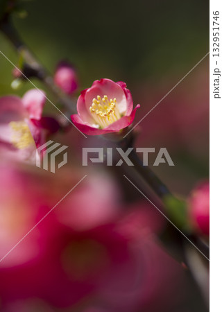 ピンク色のボケの花が満開です。 ピンク色のボケの花が満開です。 132951746