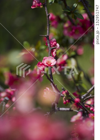 ピンク色のボケの花が満開です。 132951747