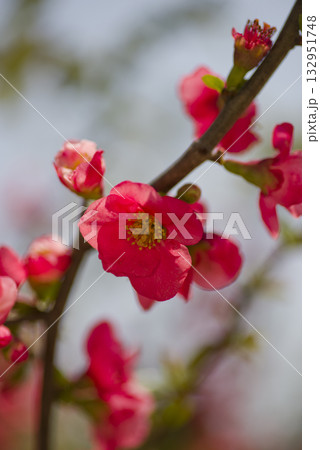 ピンク色のボケの花が満開です。 132951748