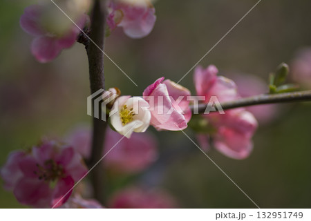 ピンク色のボケの花が満開です。 ピンク色のボケの花が満開です。 132951749
