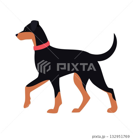 Flat style illustration of black and tan dog with red collar walking in profile view isolated on white background 132951769